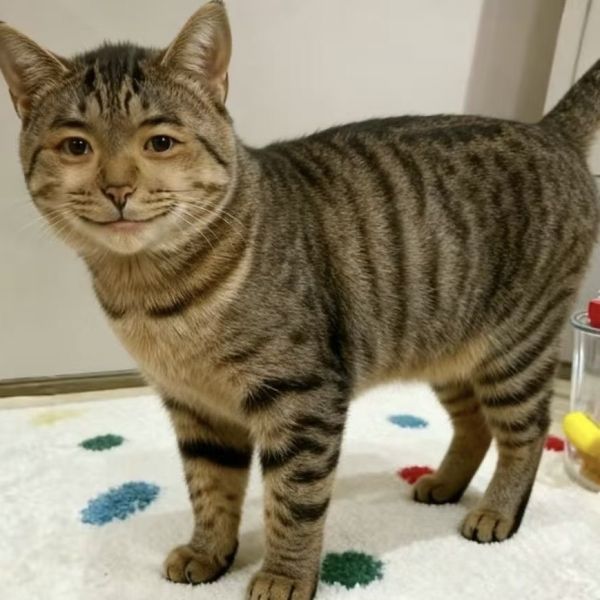 文件:延猫.jpg